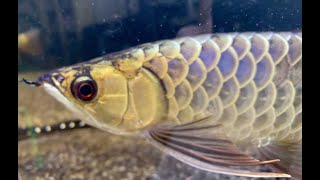 ASIAN AROWANA community tank TGA Kerian Blue Bluebase Crossback [upl. by Lerrud281]