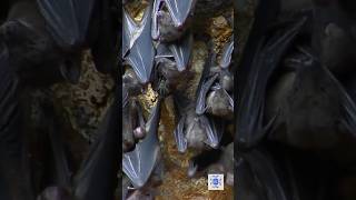 Why Bats hang upside down shorts [upl. by Nove]