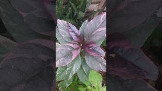 Graptophyllum pictum Plant  Purple color croton plant  Semi shade croton plant [upl. by Niwdla362]