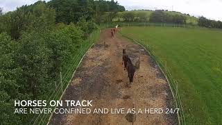 Horses on Track [upl. by Laenaj]