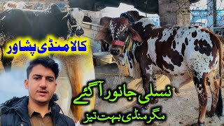 Kala Mandi Peshawar 2024  Nasirpur cow mandi Peshawar Pakistan updates [upl. by Thessa434]