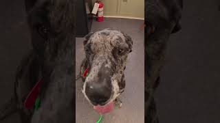 Dog reactive Great Dane Montreal Dog Trainer Family K9 Dog Training [upl. by Audie]