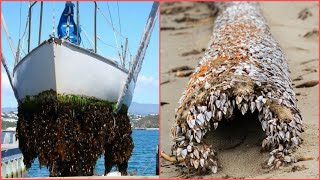 INCREDIBLE AND INGENIOUS Barnacles Removing From ShipSATISFYING Barnacles Removing Proces3 [upl. by Skyla]