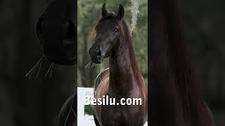 available horses 2023  paso fino [upl. by Theda]