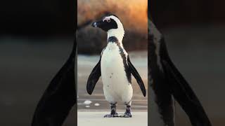 Cute penguin trustgod shorts picsart seapenguin youtubeshorts shortmusic [upl. by Atsedom]