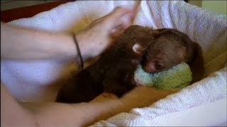 Baby Sloth Twins Are Inseparable [upl. by Rossing]