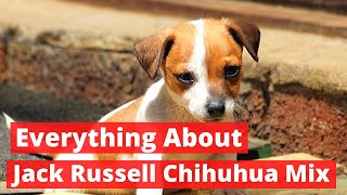 Everything about the Jack Russell Chihuahua Mix  Should you Get one [upl. by Hanfurd492]