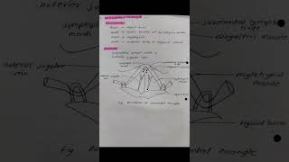 Anterior triangle of neck and posterior triangle of neck mbbs anatomyvideos anatomy bams reels [upl. by Ilrebmik558]