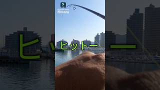 2024114和歌山マリーナシティ！昼間のタチウオ釣り！ fishing 釣り 海釣り [upl. by Athalee]