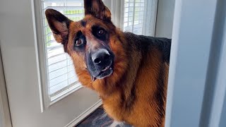 Why German Shepherds are the FUNNIEST DOGS 🐶 [upl. by Teece]