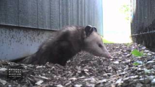 Opossum Emerging From Den At NHMLA [upl. by Eikcir]