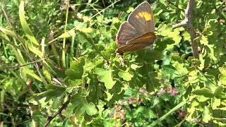 Superb Brown Hairstreak upperside view Shipton Bellinger county boundary hedgerow on 19 August 2023 [upl. by Aloeda]