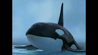 OrcaKiller Whale Happy Feet Sounds [upl. by Mcripley902]