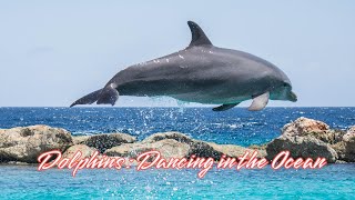 Dolphins  Dancing in the Ocean [upl. by Narba]