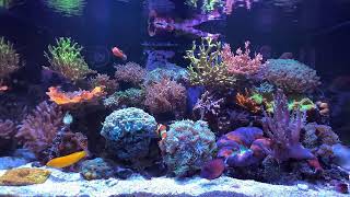 3hour Reef Tank Livestream  1440p Lofi [upl. by Neiv]