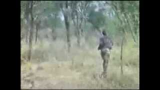 Moments of Truth Part 4 Hunting African Lion with Recurve Bow [upl. by Walburga]