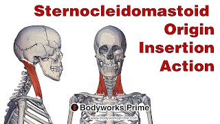 Sternocleidomastoid Anatomy Origin Insertion amp Action [upl. by Delmar]