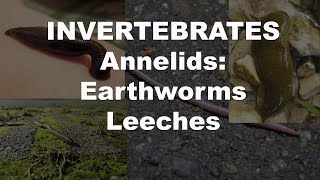 Annelids Earthworms and Leeches [upl. by Jenni]