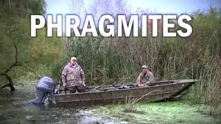 Invasive Species Phragmites amp Waterfowl Hunters [upl. by Gearard923]