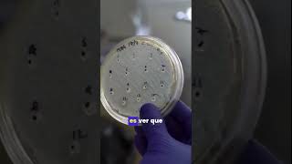 Descubriendo el Poder Antimicrobiano de Bacterias de la Antártida shorts [upl. by Tirzah711]