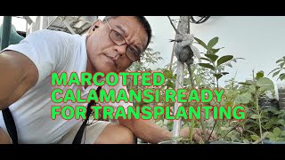 MARCOTTED CALAMANSI TRANSPLANTING [upl. by Nyleaj]