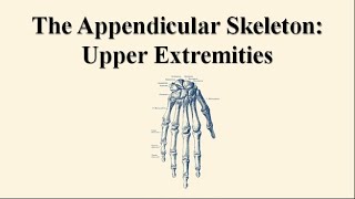 Appendicular Skeleton The Upper Extremities [upl. by Adrell]