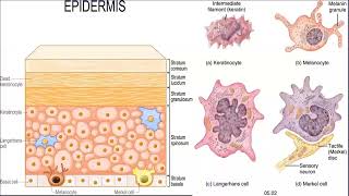 Lecture150 Structure amp Functions of the Skin Rooks Chapter 2 [upl. by Dougie341]