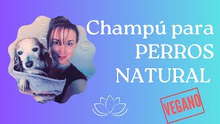 Aprende a hacer Champú para PERROS 🌿NATURAL Y VEGANO 🌿 [upl. by Felecia]