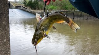 Using GIANT LIVE BAIT for Spillway MONSTERS Nonstop BIG Fish [upl. by Ladnar]