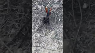 Tarantula Hawk in action [upl. by Boar353]