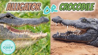 🐊 Alligator OR Crocodile🐊 Whats the difference FOR KIDS [upl. by Neela443]