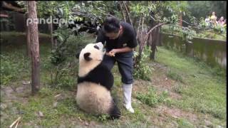 This is why you should love pandas [upl. by Jp170]