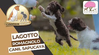 Lagotto Romagnolo  Cinofilia Digital [upl. by Adlei]