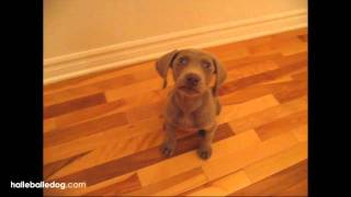 Weimaraner Puppy Following 2 Cute [upl. by Symons]