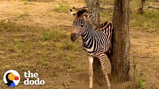 Rescued Baby Zebra Can’t Wait To Reunite With Mom and Dad  The Dodo [upl. by Ecidnacal]