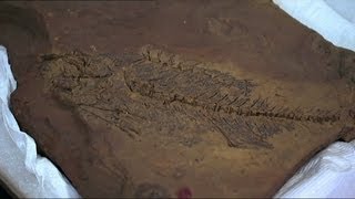 Fossils Exposed  55 million year old mega fauna [upl. by Lazor]