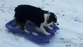 Dog Drags Sled up Snowy Hill and Goes on a Wild Ride [upl. by Estis]