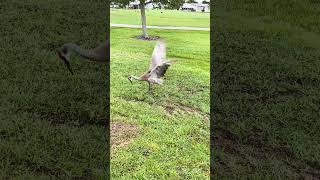 Sandhill Crane playing with a piece of turf [upl. by Dorey]