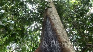 Buttress structures and resin rainforest tree Malaysia 20210322134705uhd [upl. by Nahgen368]