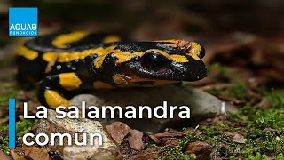 La SALAMANDRA COMÚN vistosa pero VENENOSA  ANFIBIO [upl. by Elinad307]