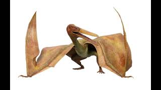 Pterodactyls Roar Dino Dan [upl. by Seldon39]