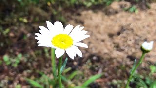 Planting wildflowers [upl. by Acysej131]