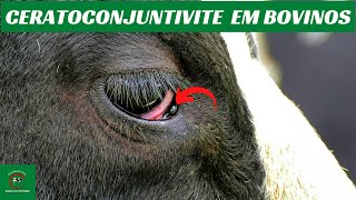 Olhos lacrimejando em bovinos saiba o porque  e qual medicamento usar [upl. by Syah580]