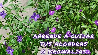 TIPS DE CUIDADO PARA LAS PLANTAS DE ALONDRA O BROWALLIA 🌸🌺😱🍃🌱l LIZZ Y SU VIVERO [upl. by Collar]