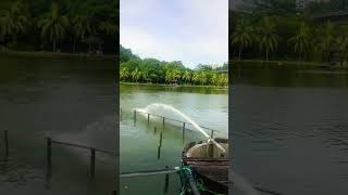 Orto fishpond Khatib SweetiepieGloshortshortsshortvideo [upl. by Nobel]