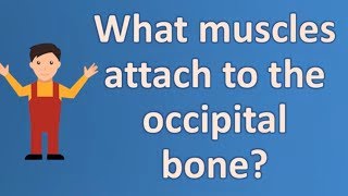 What muscles attach to the occipital bone   Best Health FAQ Channel [upl. by Chelsae]