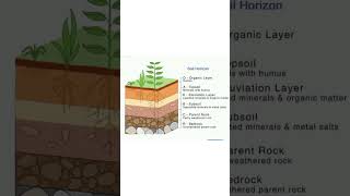 soil profile  soil horizons  soil science ncert geography  soil layers in India [upl. by Waldner]