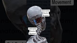 Suboccipital Muscles Movement In Skull [upl. by Eiramaliehs]