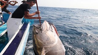 Amazing Fastest Giant Bluefin Tuna Fishing Skill  Catching and Processing Hundreds Tons of Tuna [upl. by Aronal]