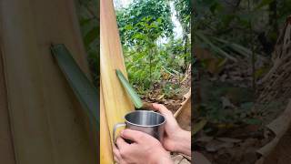 Solo girl Survival Water from banana tree survival outdoors [upl. by Rubio]